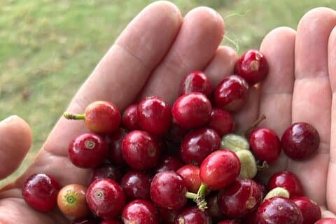 Community Organic Coffee Tour in San Lorenzo Antigua