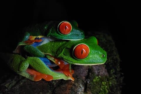 Arenal Night Walk - Snakes, Frogs & Wildlife
