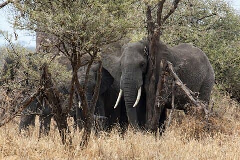 Tagesausflug zum Tarangire-Nationalpark