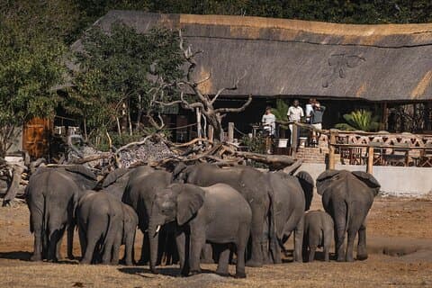 5Day Hwange Luxury Safari: jogos privados em Khulu Bush Camp