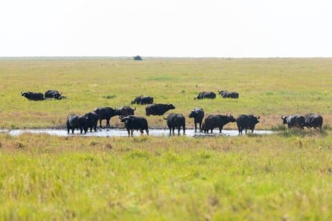4-Day Tanzania Safari Tour