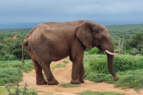 Hotell nära Addo Elephant National Park
