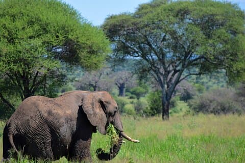 Tarangire nasjonalpark dagstur