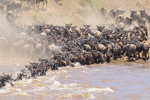 8 jours Epic Serengeti Migration Safari Hébergement