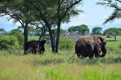 Parco nazionale del Tarangire e cratere di Ngorongoro