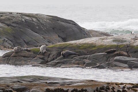 Wildlife Sea Safari in Alesund