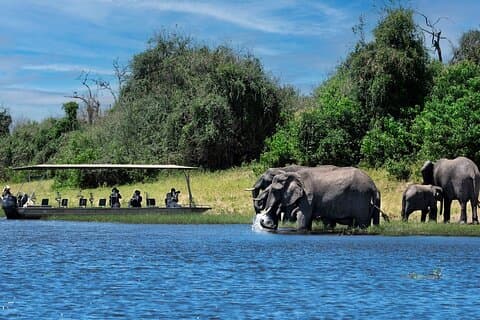 Chobe dagstur