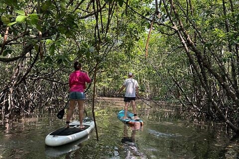 SUP Tour in Mangrove Forest of Koh Rong Sanloem