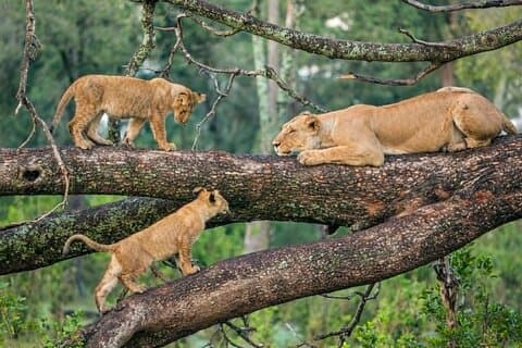 Safari di lusso in Tanzania Lodge di 6 giorni