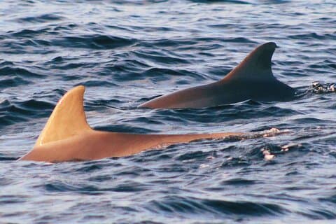 St. Andrews Private Eco Snorkel Tour