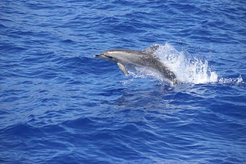 Wine + Dolphin Watching - Full Day- Shared Tour