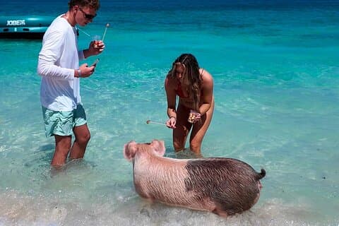 Badgrisar, snorkling och strandtur i Nassau Bahamas