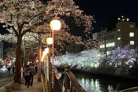 Cherry Blossom ser fra en båt: tur i Yokohama Minato Mirai