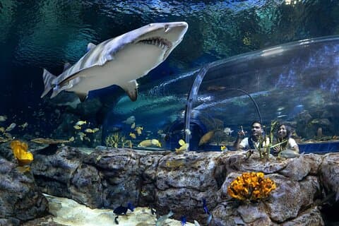 Ile Maurice Odysseo Oceanarium à Port Louis