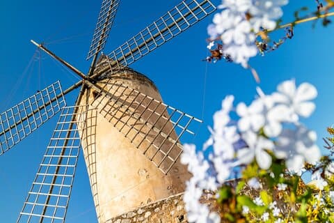 Tour Deluxe di Palma di Maiorca per passeggeri in crociera