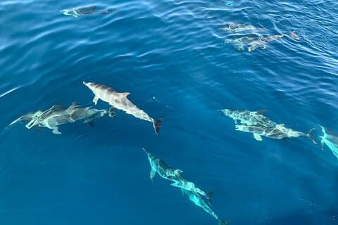 Dolphin Tours in Fuerteventura and snorkeling on the coast