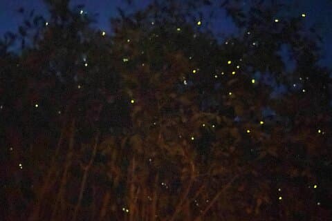 Visita guiada de luciérnagas y lágrimas azules de Kuala Selangor con cena (SIC)