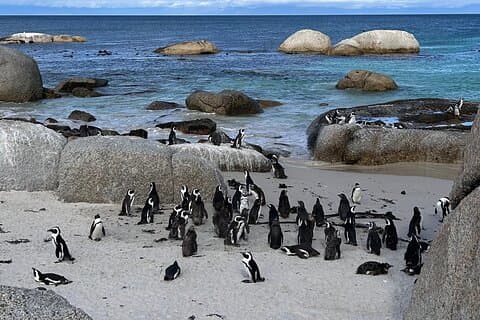 Cape Point & Boulders Penguins Full-Day Tour from Cape Town