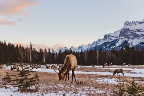 Canmore Evening Wildlife Viewing Tour 2.5h Drive de fotos