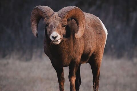 Canmore: Morning Wildlife Viewing Tour