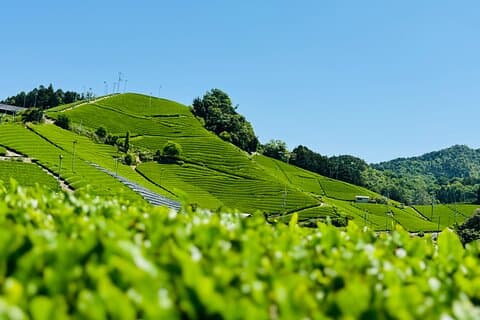 Uji and Wazuka Matcha Farm Half Day Private Guided Tour