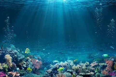 Heldags snorkling äventyr i Tiran Island med båt i Sharm