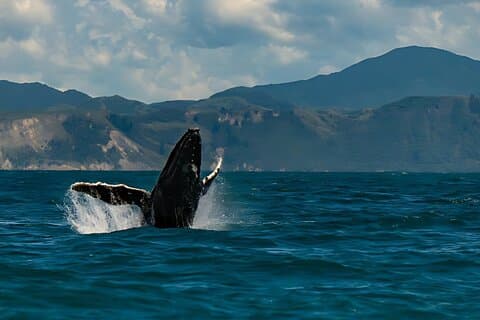 Excursion d'une journée à Kaikoura au départ de Christchurch