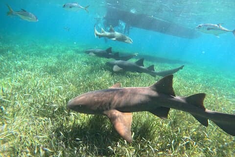 Hotéis próximos a: Hol Chan Marine Reserve and Shark Ray Alley
