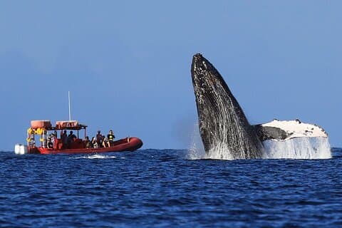 Guaranteed Whale-Watching Tour by Raft from Kihei, Maui