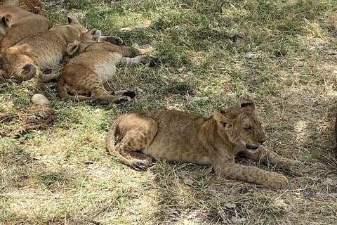 Safari Big Five sauvage de 7 jours en Tanzanie