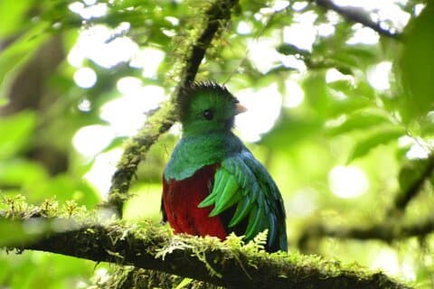 Rent liv, molnigt Monteverde