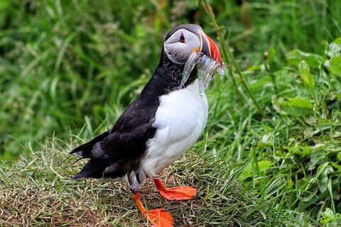Private Puffin møte fra havnen i Seydisfjordur