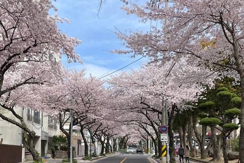 Visite privée de l'île de Jeju Cherry Blossom