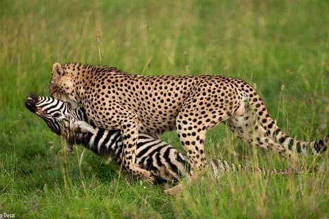 7 Days Hemmingways Safari