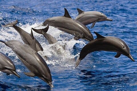 Hurghada Dolphin House Trip Snorkelling, Water sports and lunch