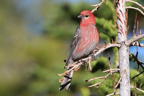 Uinta Mountains Birding and Nature Expedition