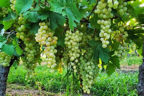 Ost og vine fra Colonia: En gourmet privat oplevelse