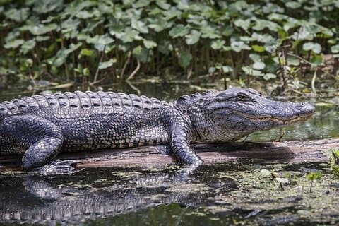Everglades flygbåtsupplevelse – djurliv och våtmarker