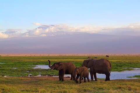 Kenia Safari Abenteuer 5Tage/4 Nächte (Komfort Plus )