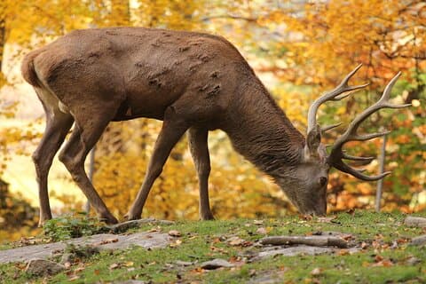 Salzburg Zoo Hellbrunn Gå före i kön Biljetter med privatbil