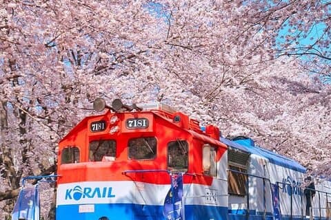 Privat dagstur från Pusan till närliggande Cherry Blossom Hotspots