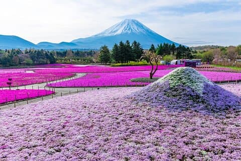 Mount Fuji & Fuji Shibazakura Festival en dagstur från Tokyo