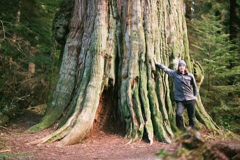 Oude bomen van Vancouver Walking Tour