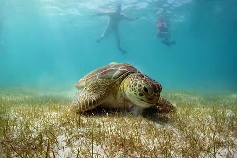 Swim with Turtles in Akumal, Cenote and Tulum Ruins Tour