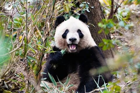 Excursão clássica de 7 dias em Sichuan