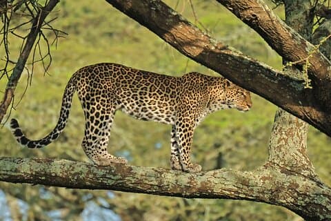 4 dagar Ruaha nationalpark Safari