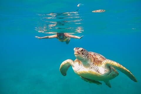 Plongée en apnée dans le sanctuaire des tortues et des récifs