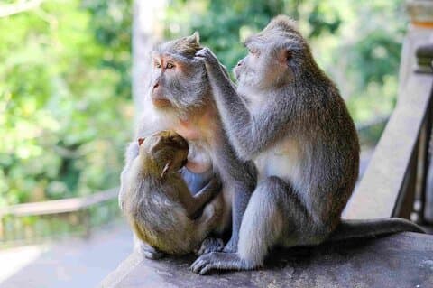 Visite privée d'Ubud: Forêt de singes, Rizière en terrasse, Temple, Cascade