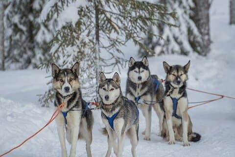 Pesca en hielo y Husky