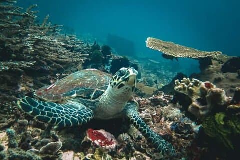 Medio día de laguna azul y buceo con Tanjung Jepun